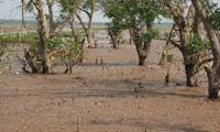 International organizations sponsor mangrove protection project in Nam Dinh